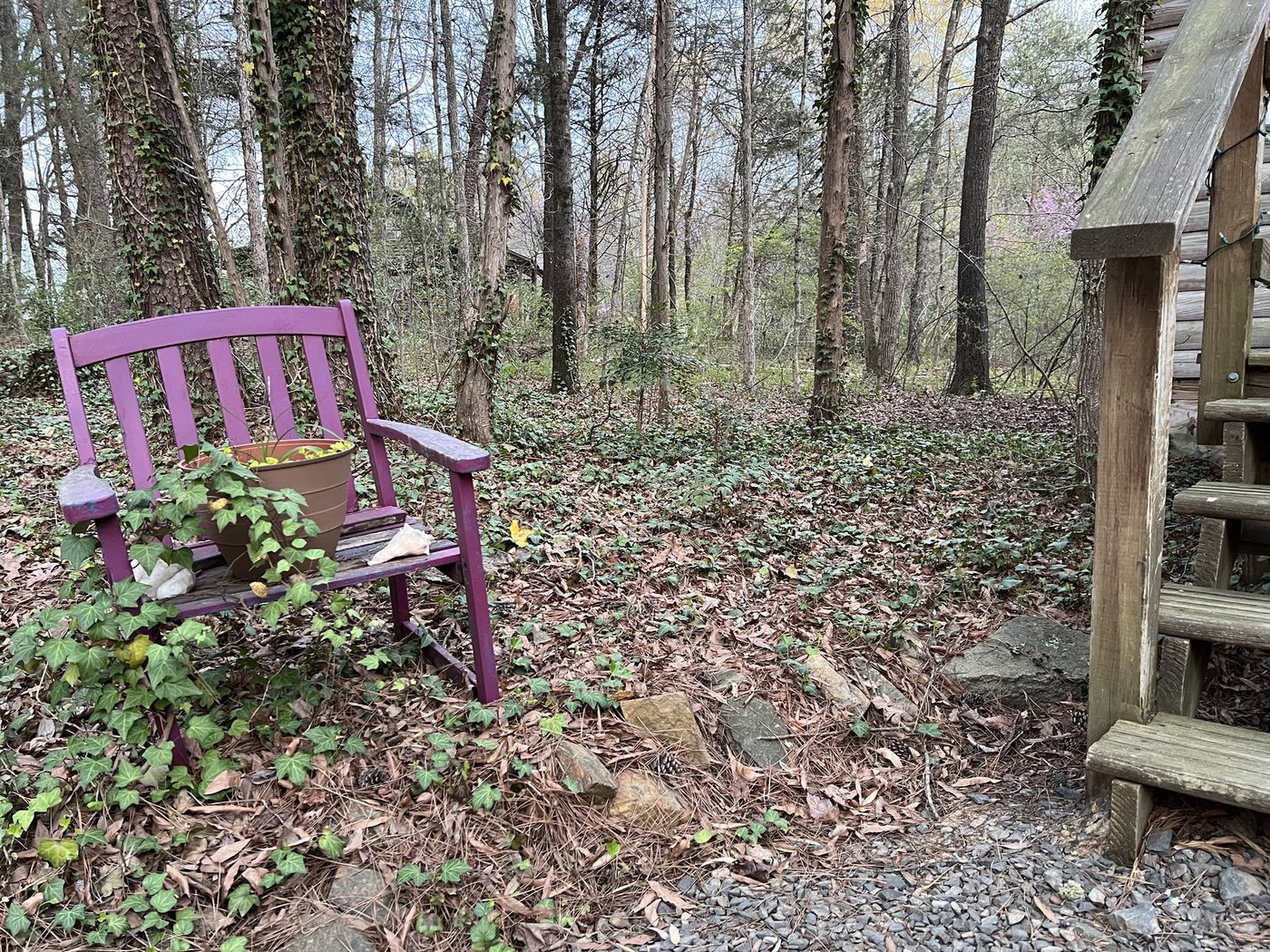 A purple bench in the forest beside the cabin steps